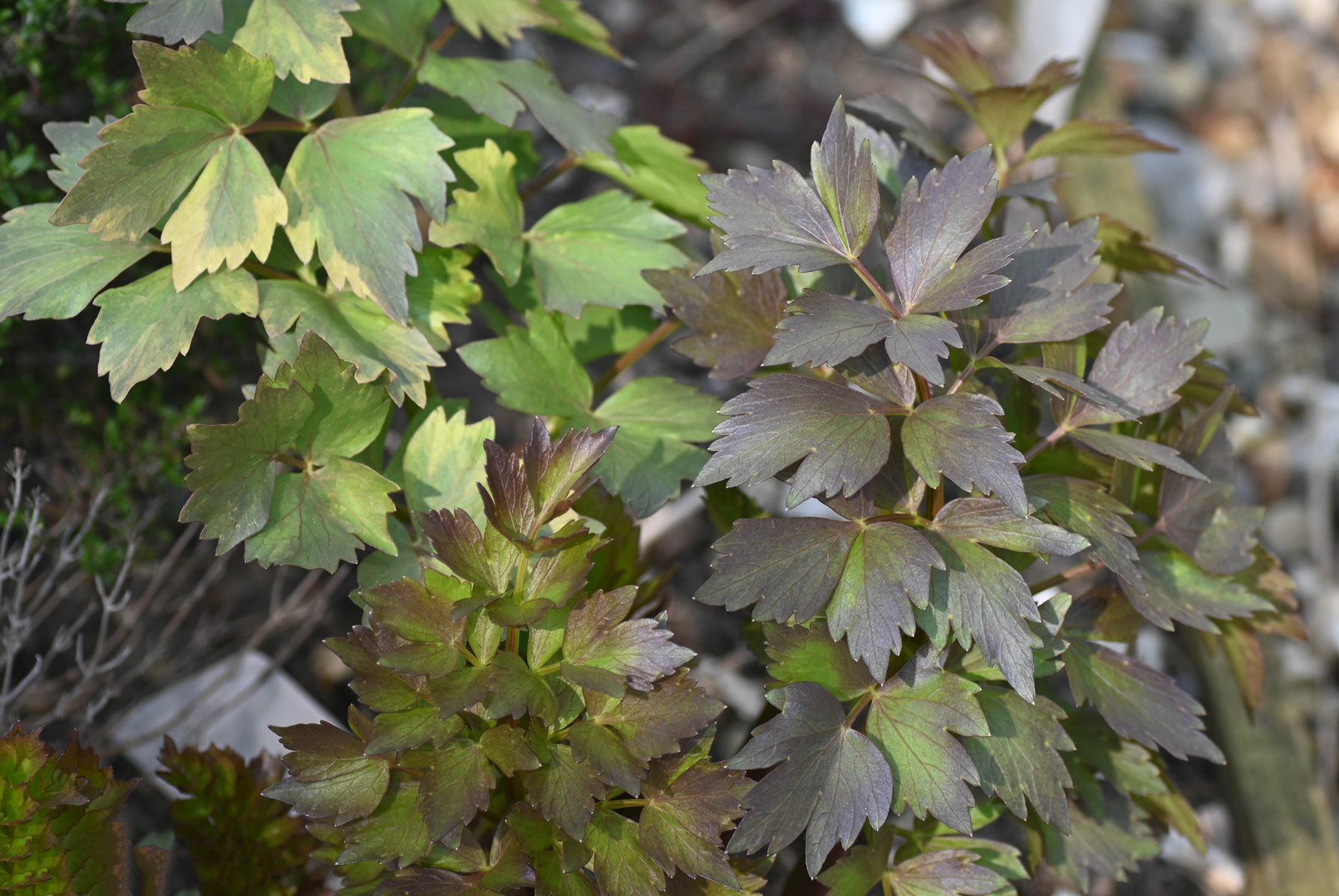 This Valentine’s Day, Say It With Seeds! Image